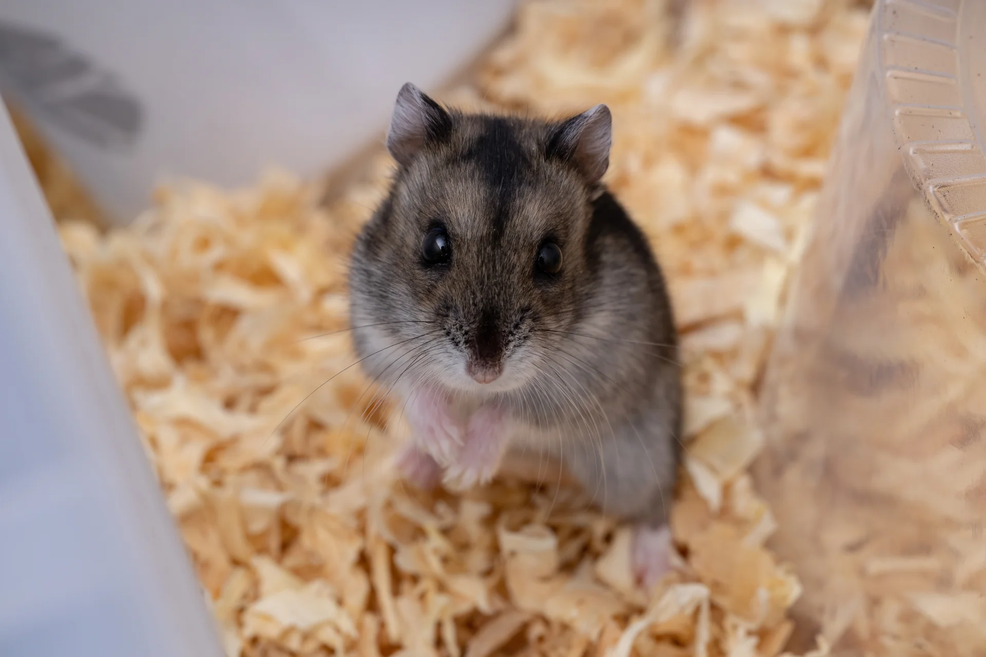 Chomik Campbella