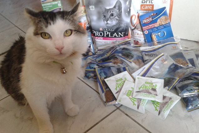 Kot, który sam na siebie zarabia i jeszcze pomaga innym zwierzętom