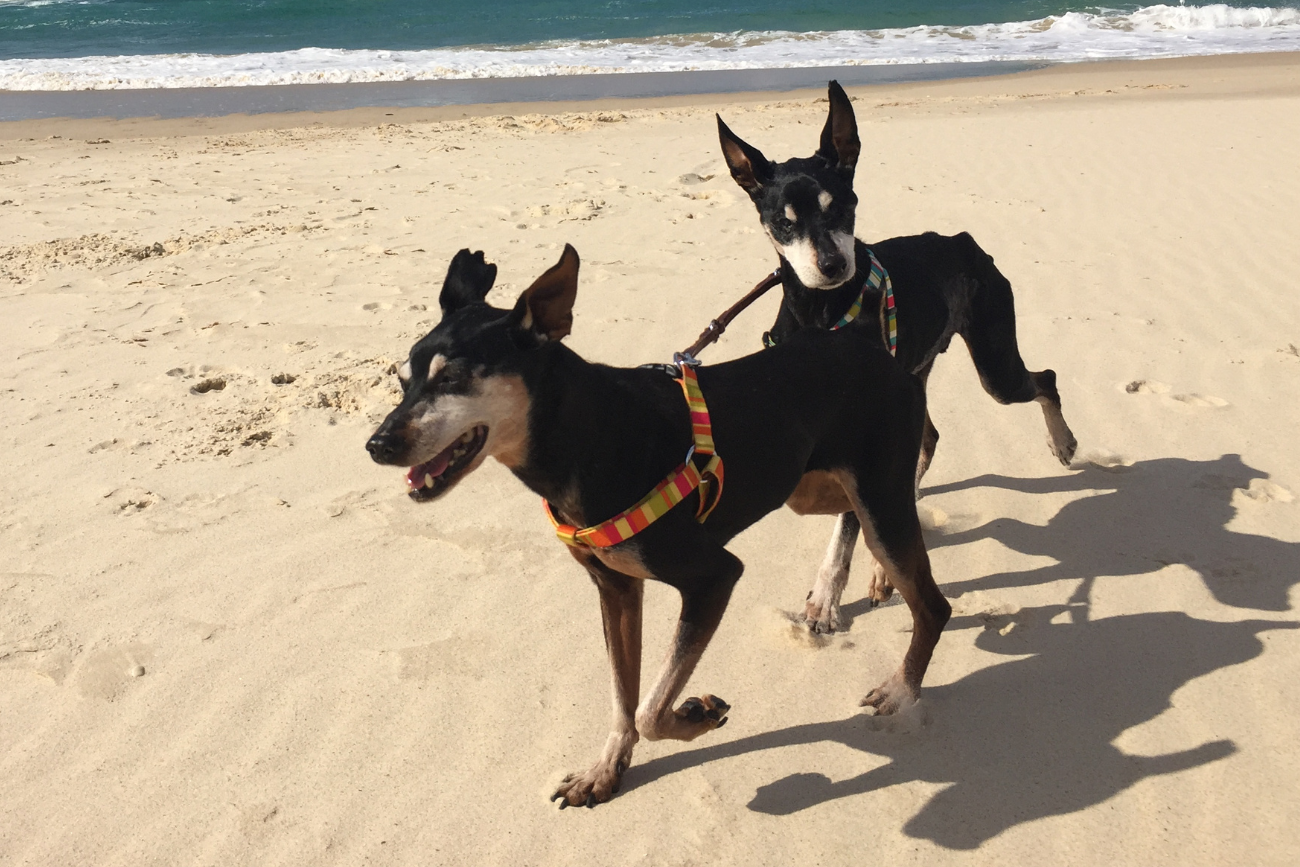 Dwa psy biegające po plaży