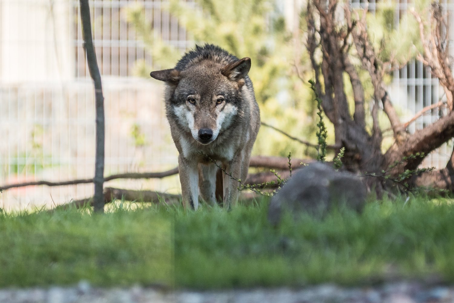 WIlki "zaatakowały" pilarzy w Brzozowie. O sprawie jest głośno w całym kraju.