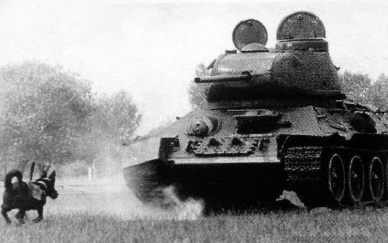 Pies przeciwpancerny biegnący do sowieckiego czołgu T-34 Pies przeciwpancerny biegnący do sowieckiego czołgu T-34