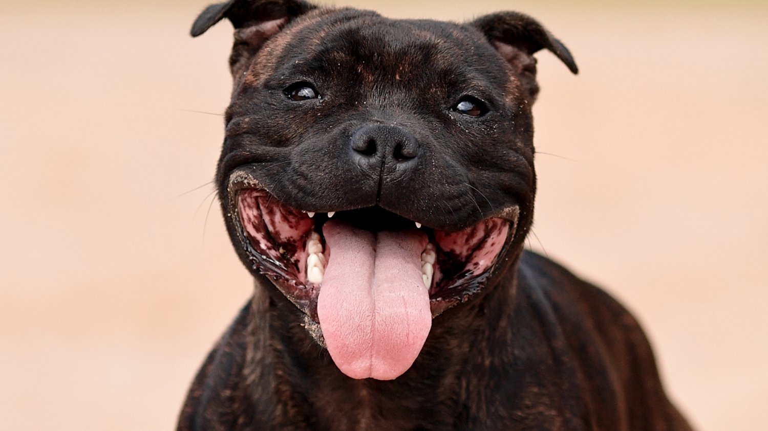 Staffordshire Bull Terrier w bliskm kadrze