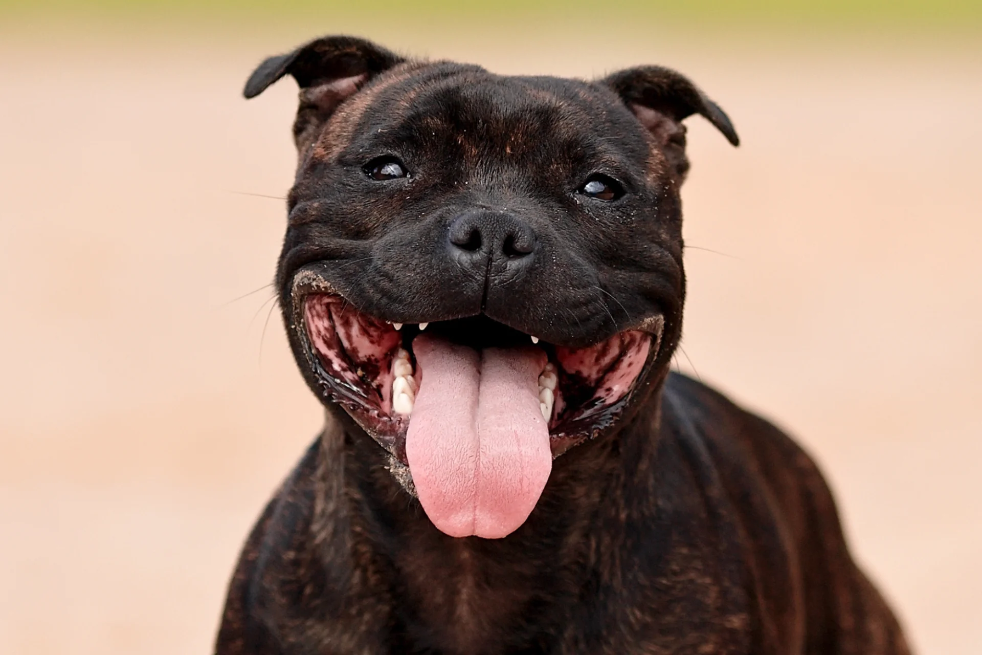 Staffordshire Bull Terrier w bliskm kadrze