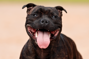 Staffordshire Bull Terrier w bliskm kadrze