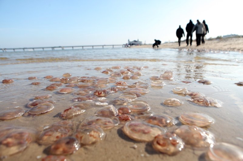 Zdjęcie ilustracyjne.