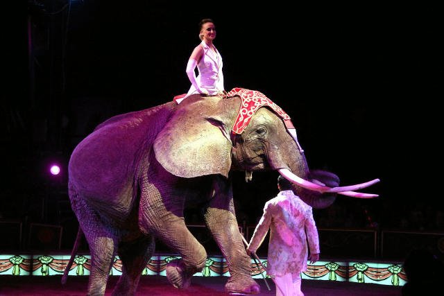 Wrocławianie nie chcą oglądać zwierząt w cyrku