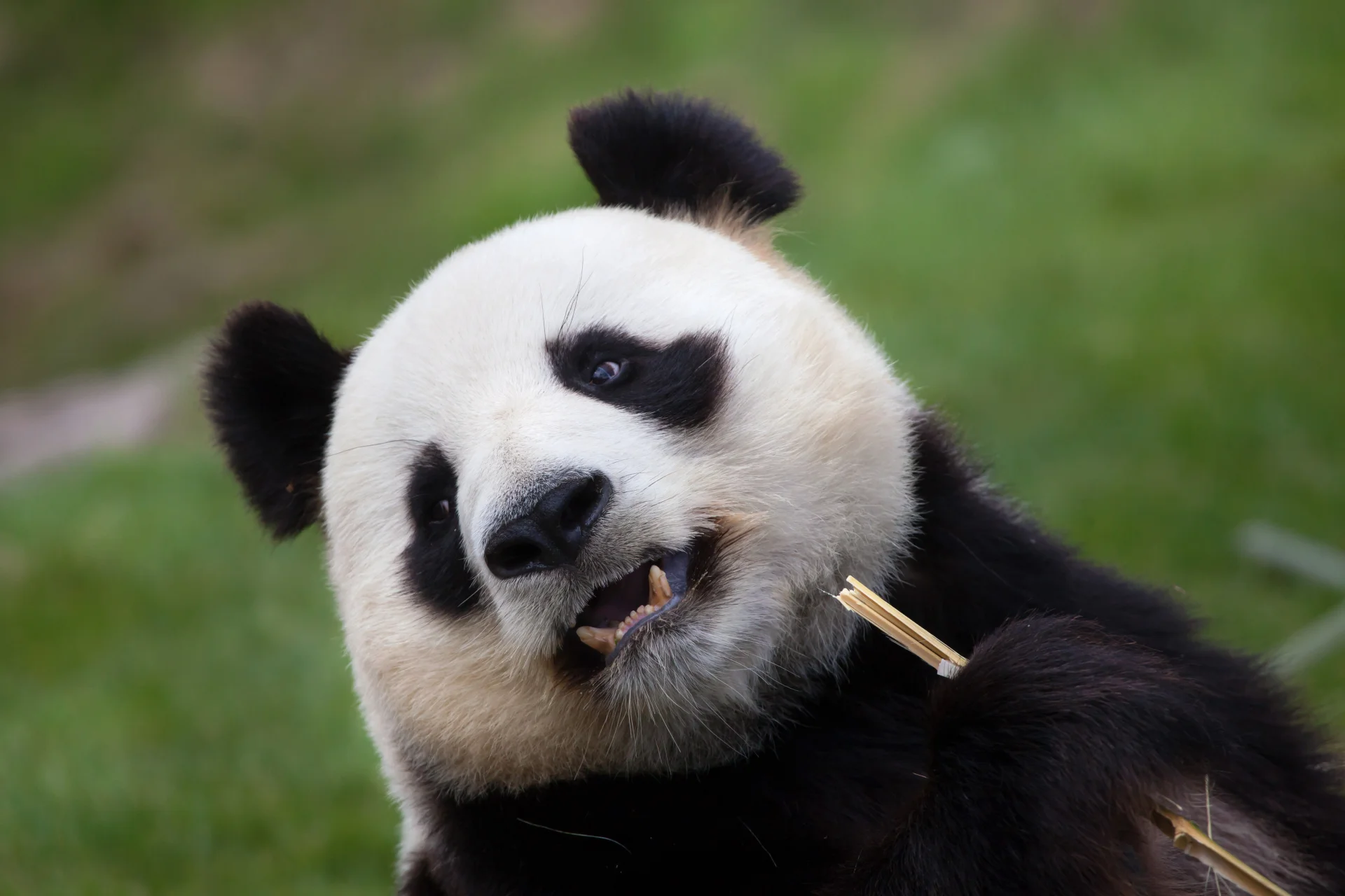 Kły pandy