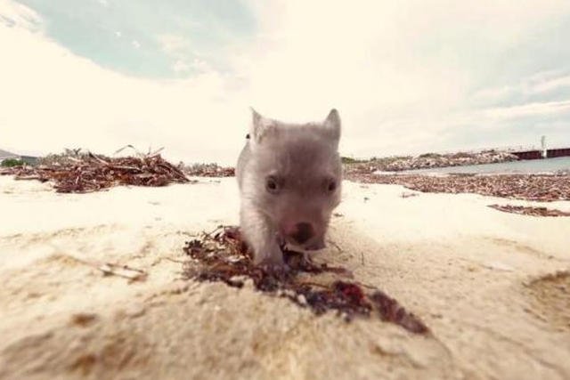 Wombat Derek czeka na "przytulacza"