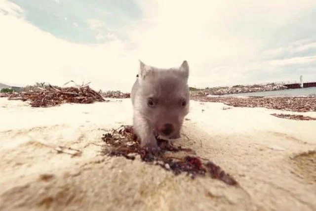 Wombat Derek czeka na "przytulacza"