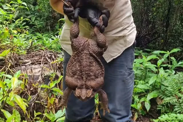 Toadzilla w pełnej okazałości