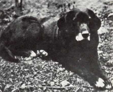 St John`s water dog St John`s water dog