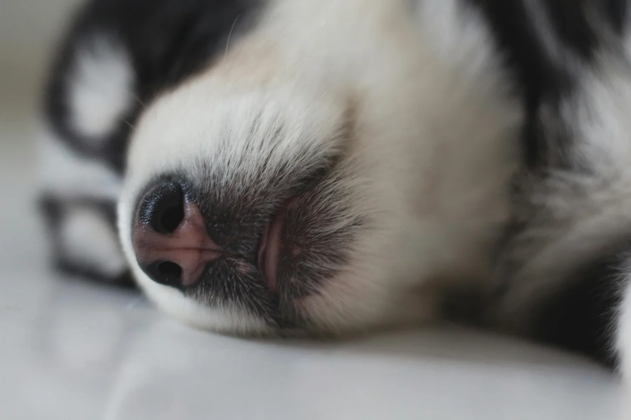 Jeśli pies lub kot nie oddycha i nie ma wyczuwalnej pracy serca, należy wykonać reanimację Szczeniak Husky leży na podłodze - zdjęcie w bardzo bliskim kadrze
