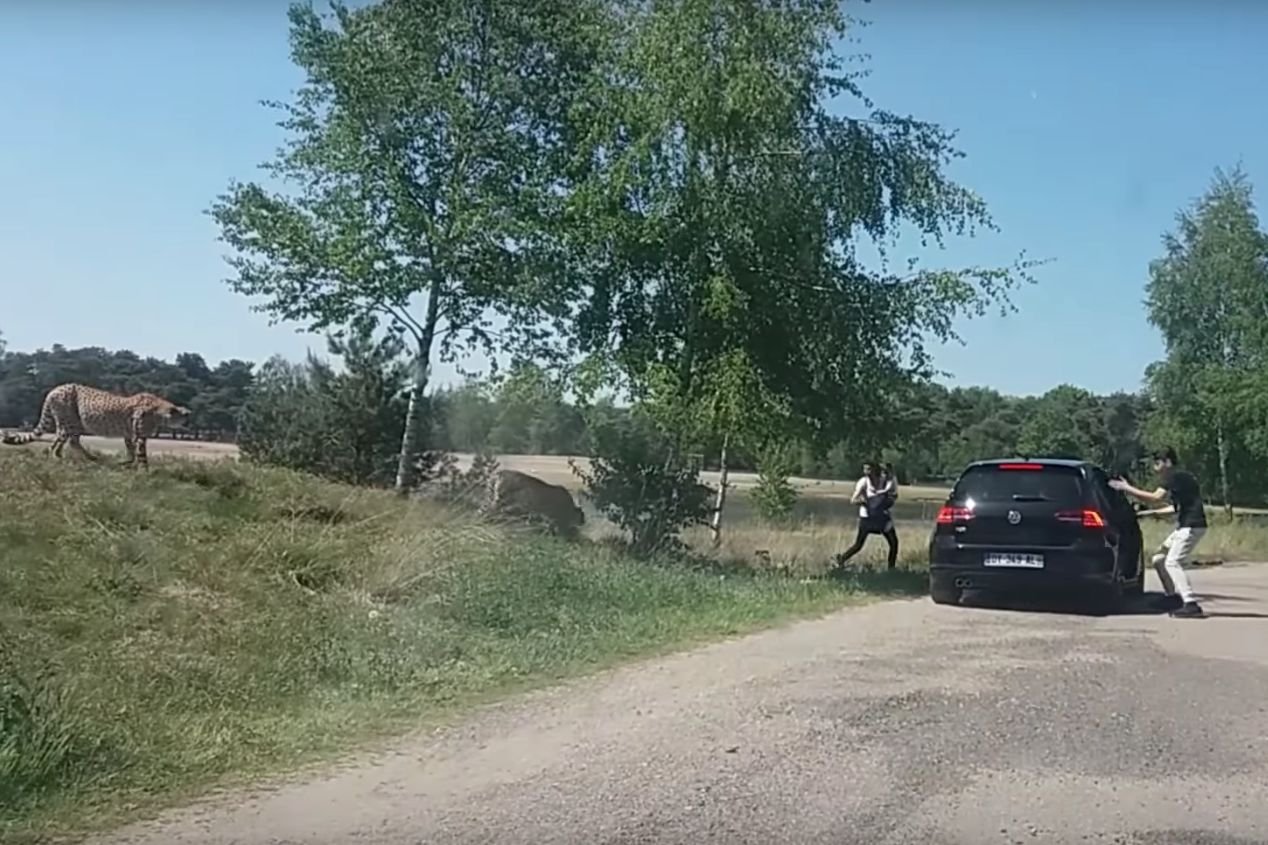 Rodzina wyszła z auta w trakcie safari. Cudem przeżyła