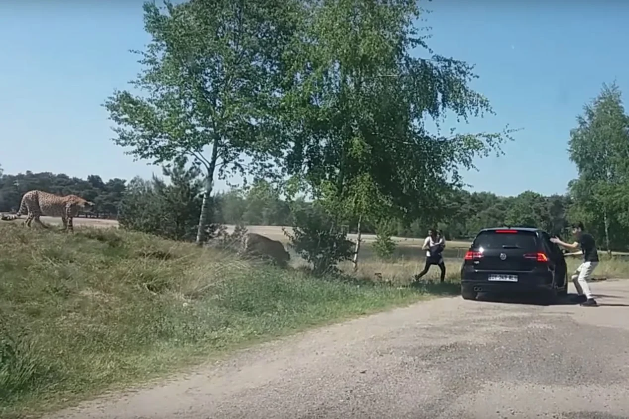 Rodzina wyszła z auta w trakcie safari. Cudem przeżyła