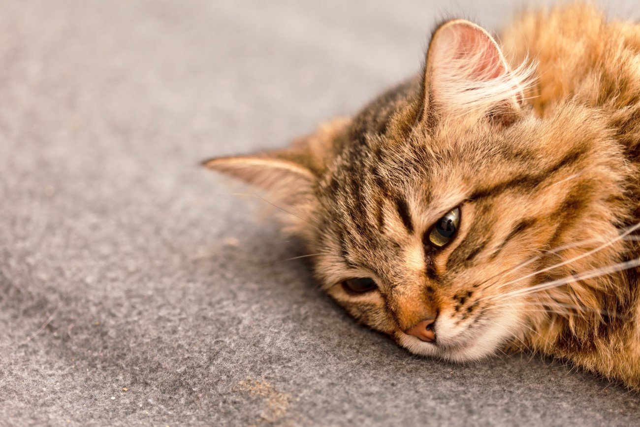 5 oznak, że twój może czuć się samotny