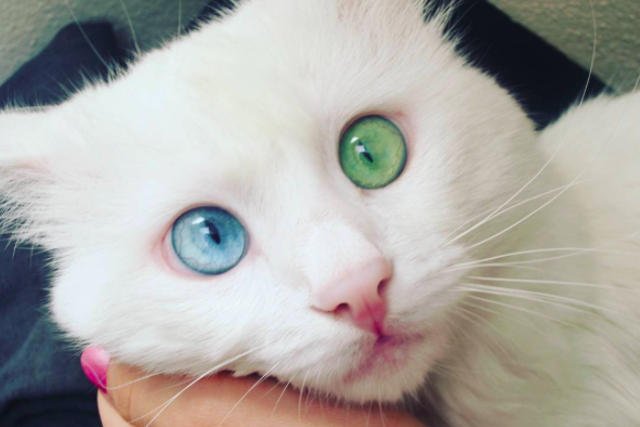 Aloş ma hipnotyzujące spojrzenie.