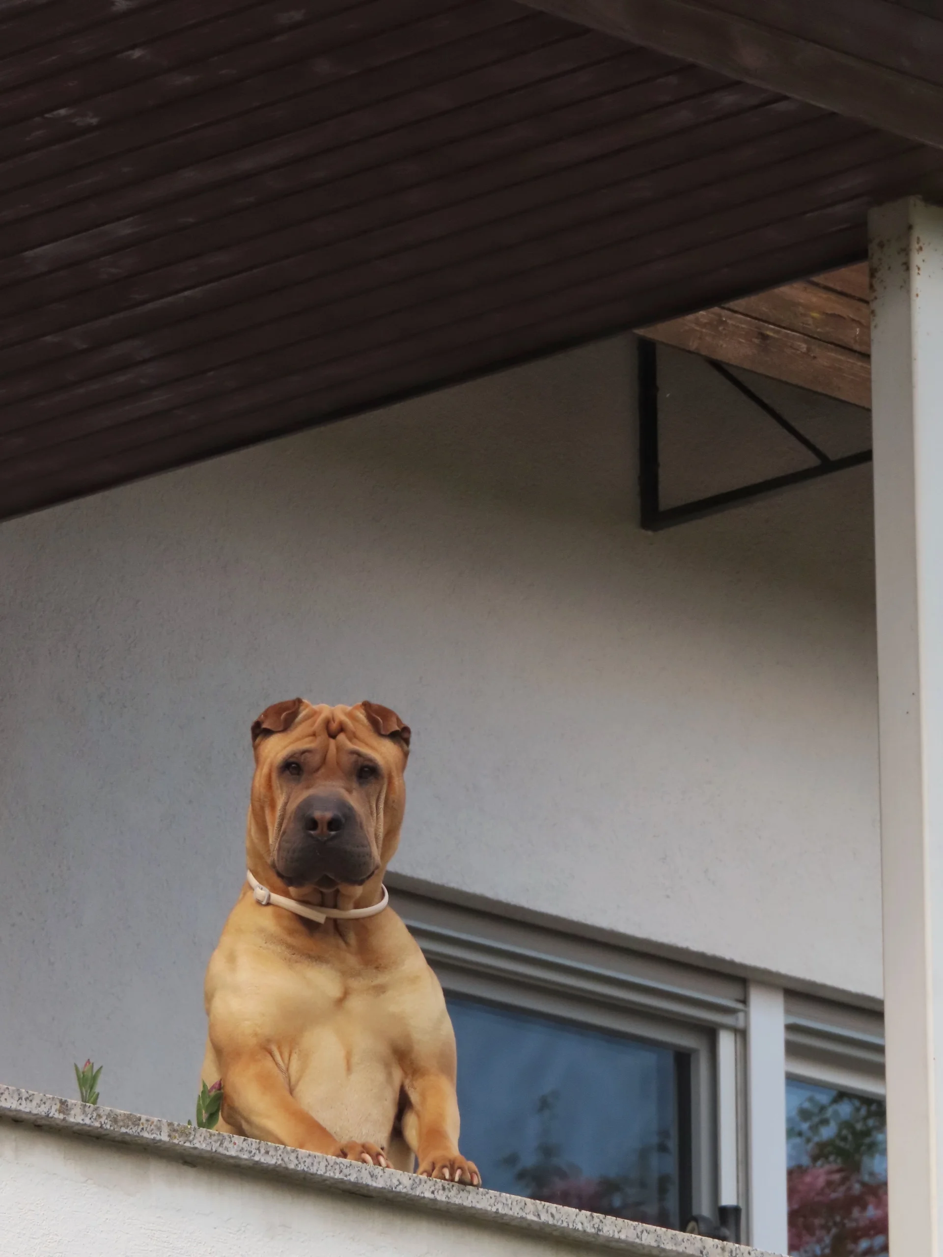 Shar Pei Shar Pei