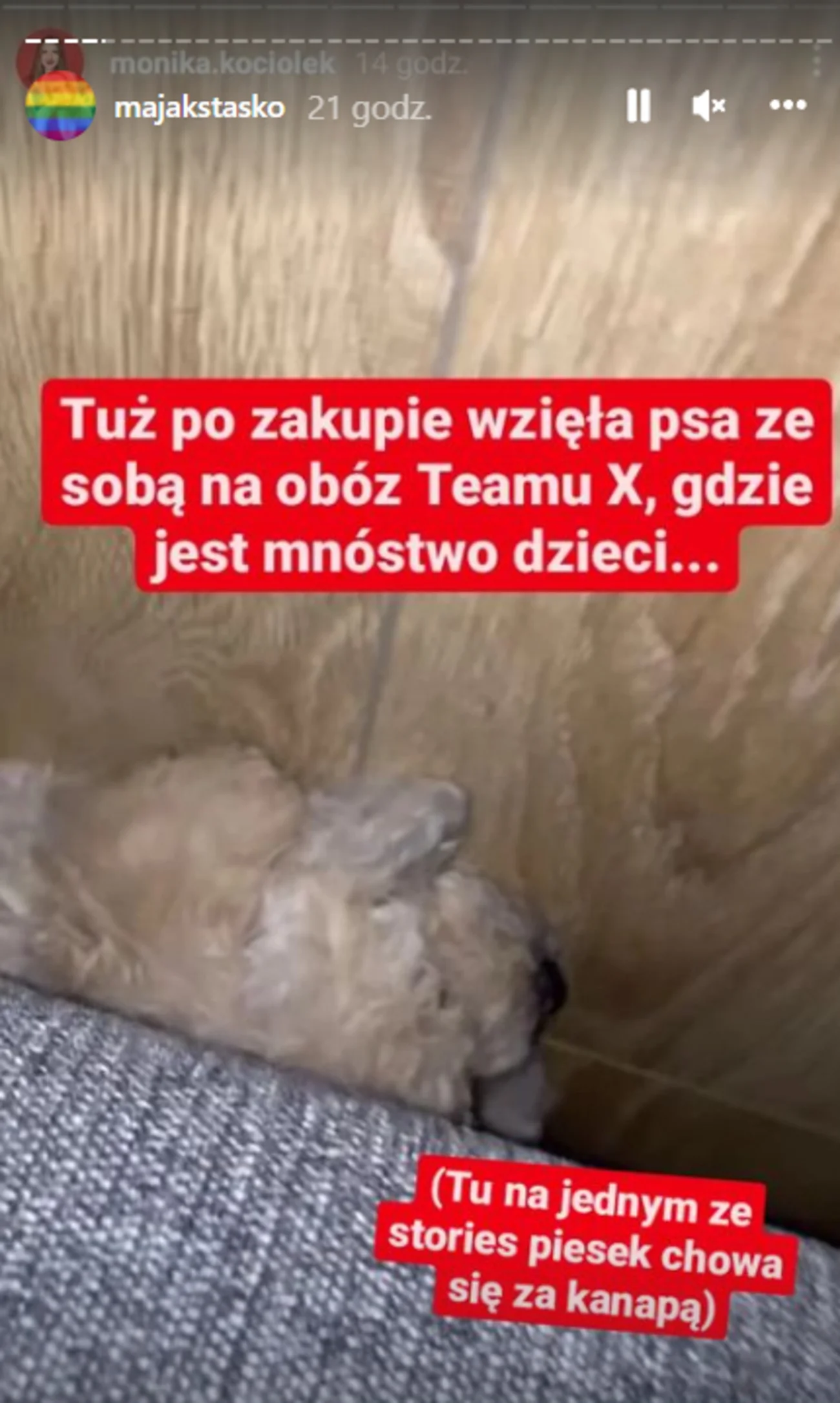 Maja Staśko skrytykowała Monikę Kociołek z Team X. Męczenie psa z pseudohodowli