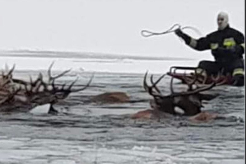 13 jeleni zginęło na jeziorze w miejscowości Ścienne.