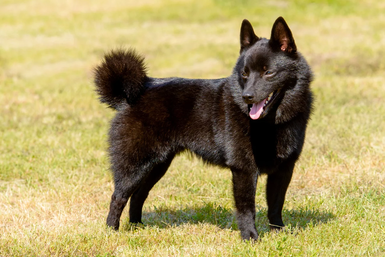 Schipperke na trawie
