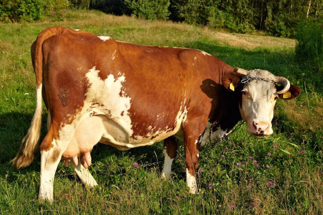 Jeśli Matylda nie ucieknie ponownie, to dołączy do swoich zarejestrowanych koleżanek (na zdjęciu: jedna z nich)