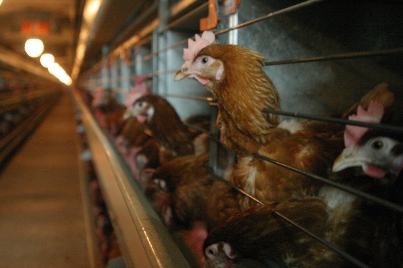 Największa od 2008 roku epidemia ptasiej grypy dopadła Polskę. Najgorzej jest w dwóch powiatach na Mazowszu