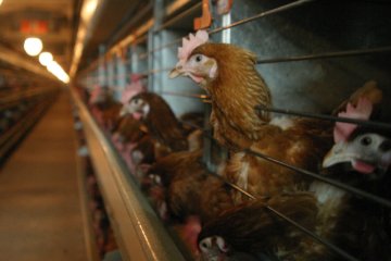 Największa od 2008 roku epidemia ptasiej grypy dopadła Polskę. Najgorzej jest w dwóch powiatach na Mazowszu