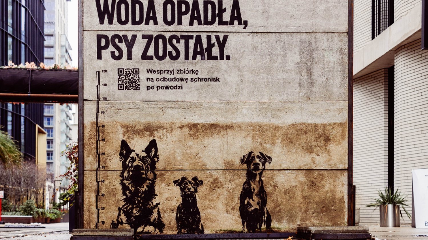 "Woda opadła, psy zostały" – kampania pomocowa dla bezdomnych zwierząt