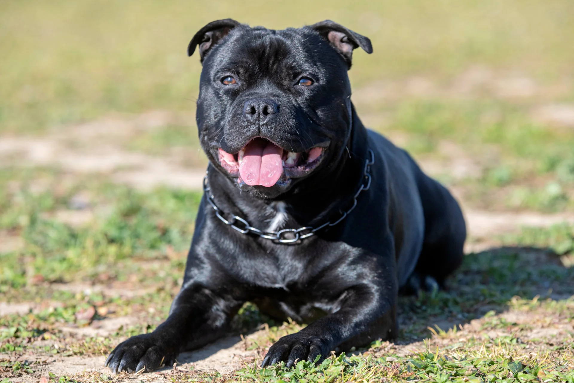 Staffordshire Bull Terrier leżący na trawie 