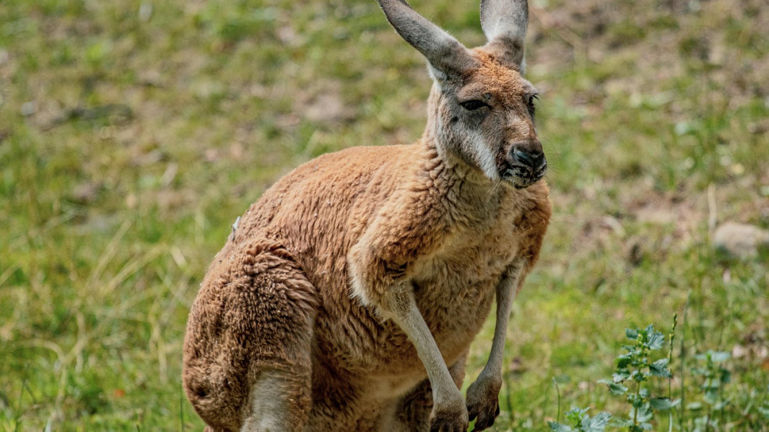 Kangur na trawie w Australii