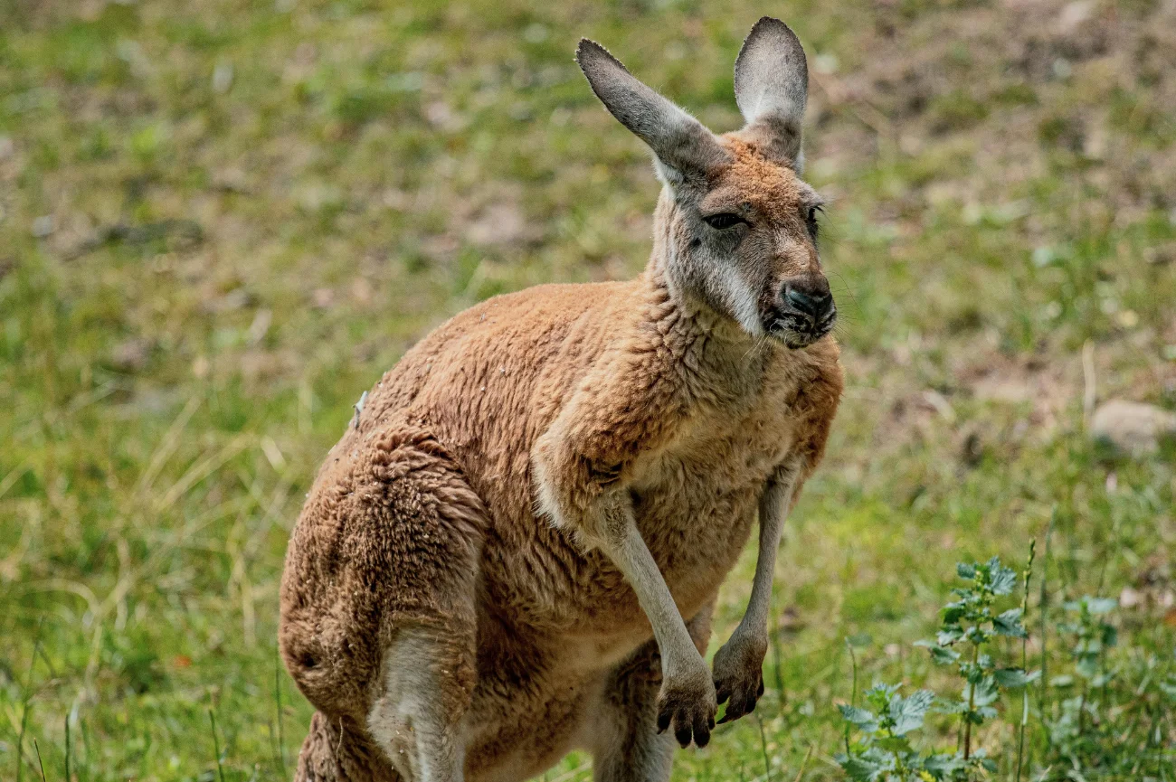Kangur na trawie w Australii