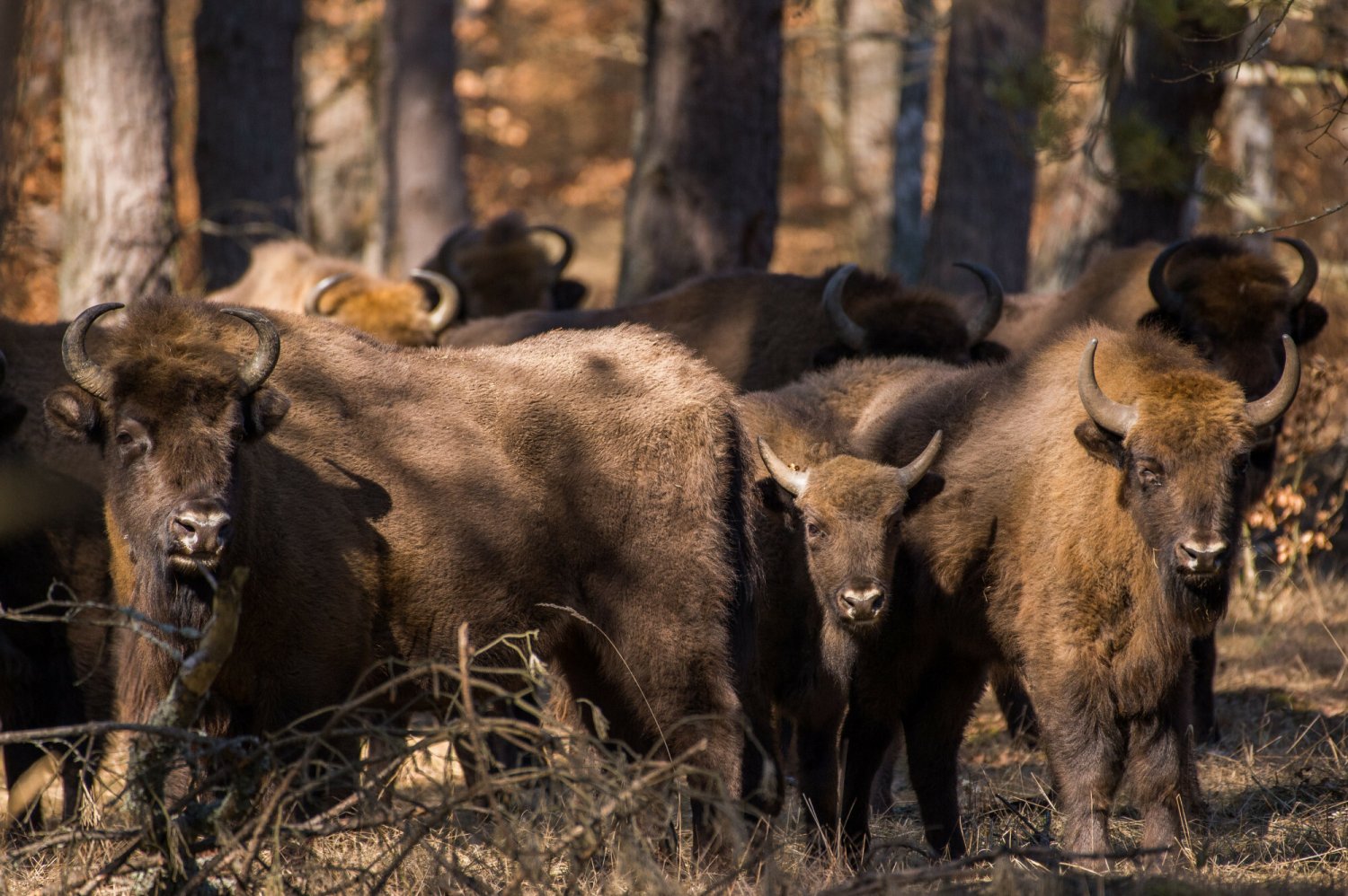 Piwo Żubr kupuje działki i oddaje je Biebrzańskiemu Parkowi Narodowemu.