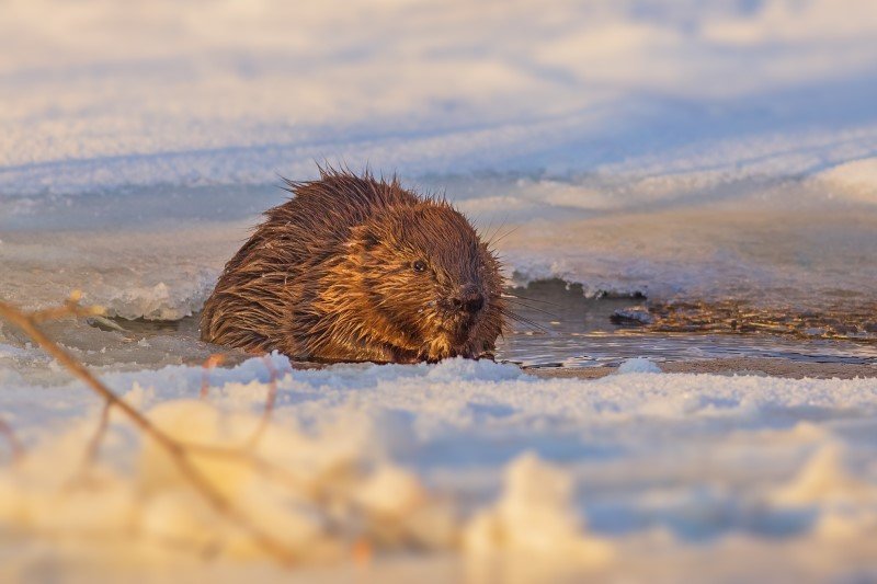 Nad Morskim Okiem mieszka bóbr (zdjęcie ilustracyjne)