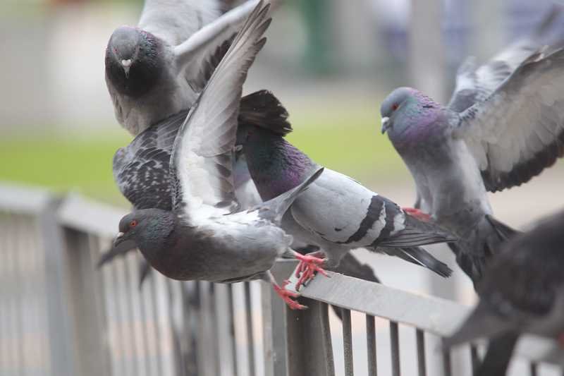 Gołębie mocno naraziły się mieszkańcowi Krakowa