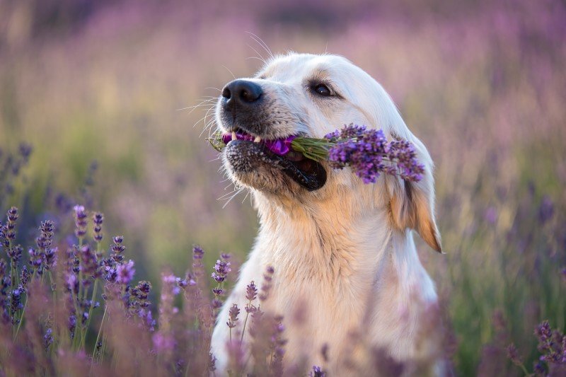 10 roślin ogrodowych bezpiecznych dla psa