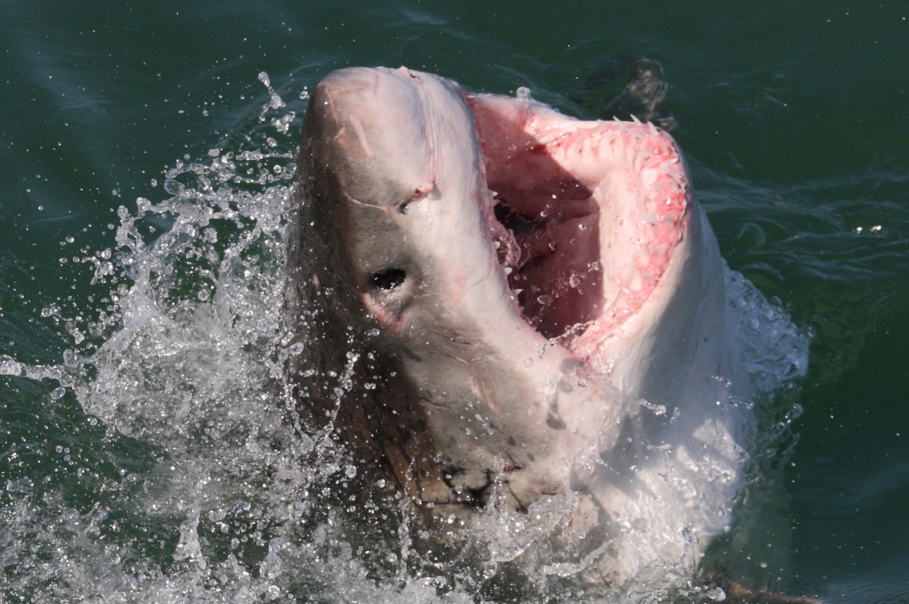 Naukowcy z grupy OCEARCH oznakowali ogromnego żarłacza białego Żarłacz białty z otwartą paszczą wynurza się z wody