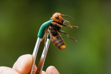 Użądlenie szerszenia azjatyckiego porównywane jest do wbijania gorącego gwoździa w ciało.