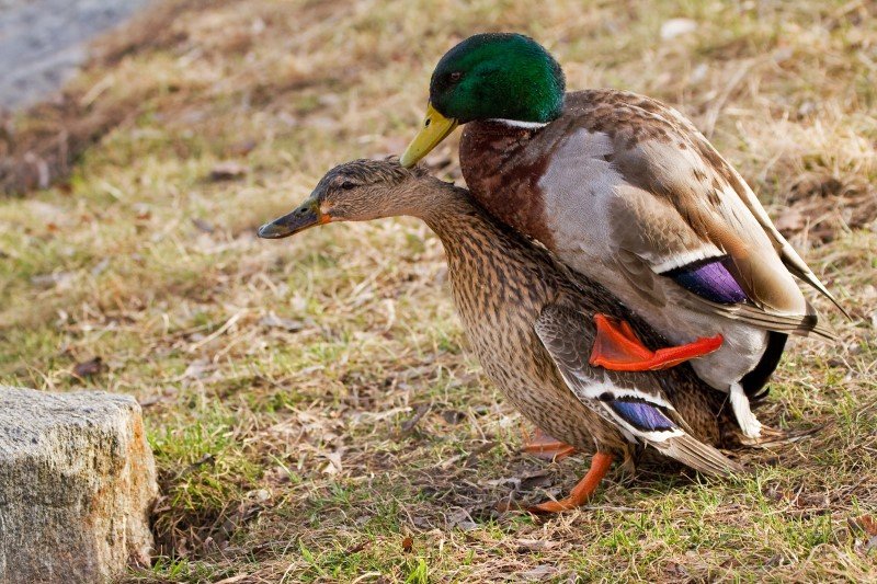 U kaczek gwałty są na porządku dziennym