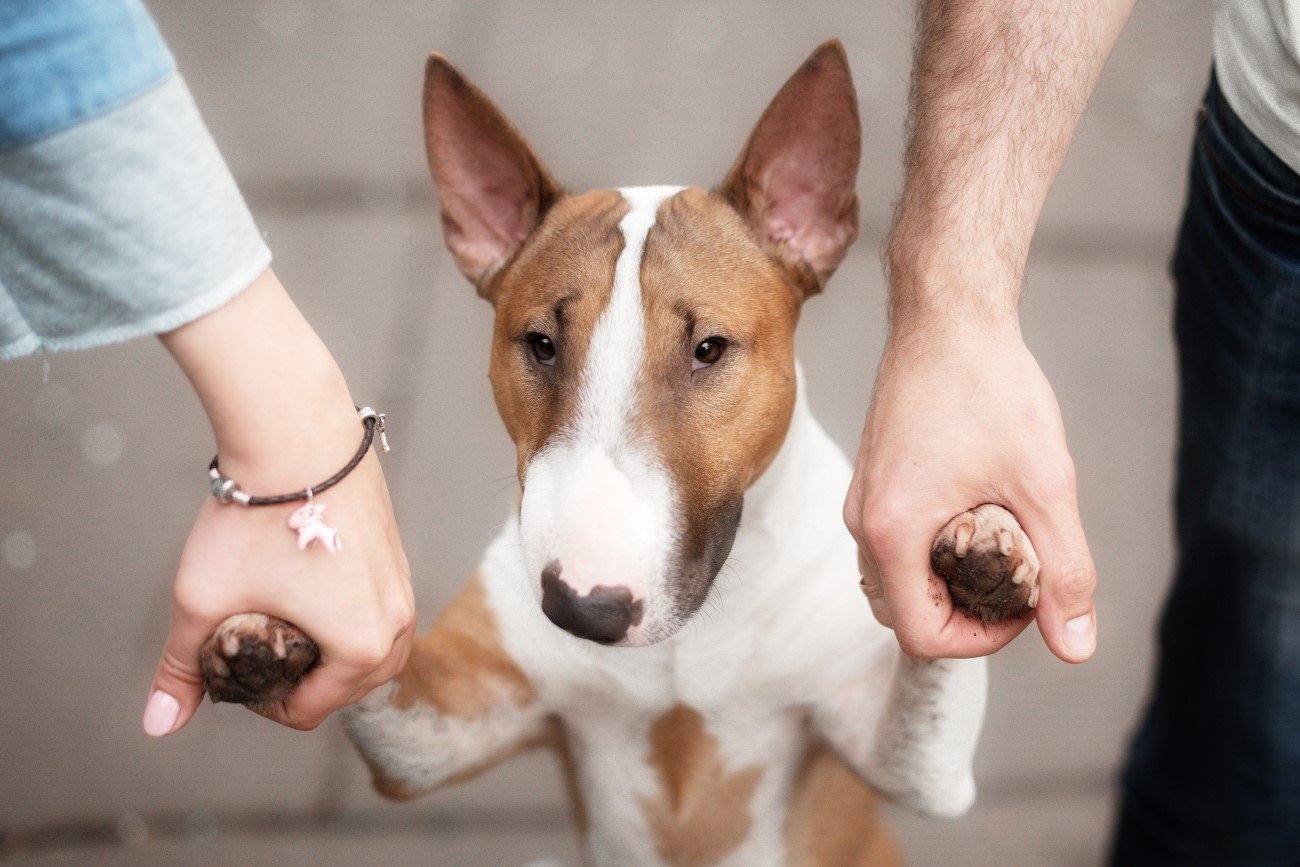 "Psieci" stają się faktem