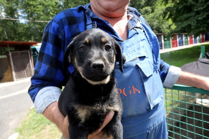 Czy w Polsce je się psy?