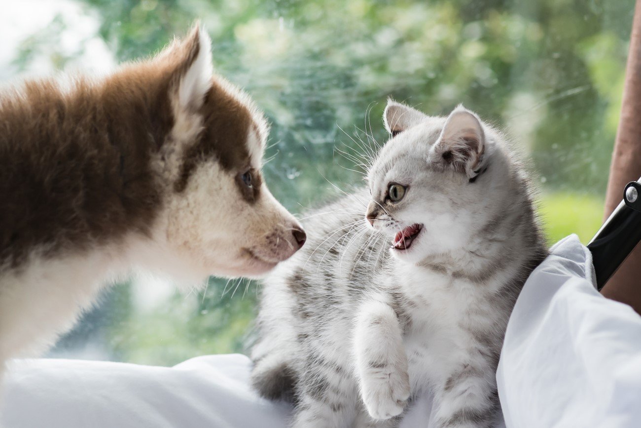 Psy są coraz mądrzejsze, a koty coraz głupsze? Naukowcy uważają, że "nie do końca"