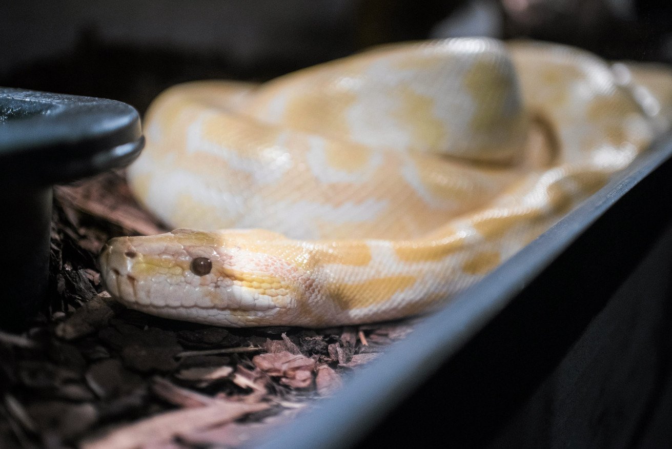 Katowice ostrzegają przed pytonem dywanowym. Miasto apeluje o pomoc.