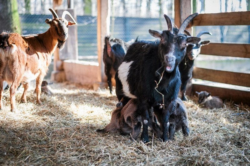 Zoo we Wrocławiu w dramatycznej sytuacji przez epidemię.