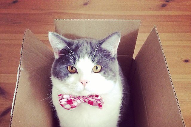 Modny kot w kraciastej muszce.