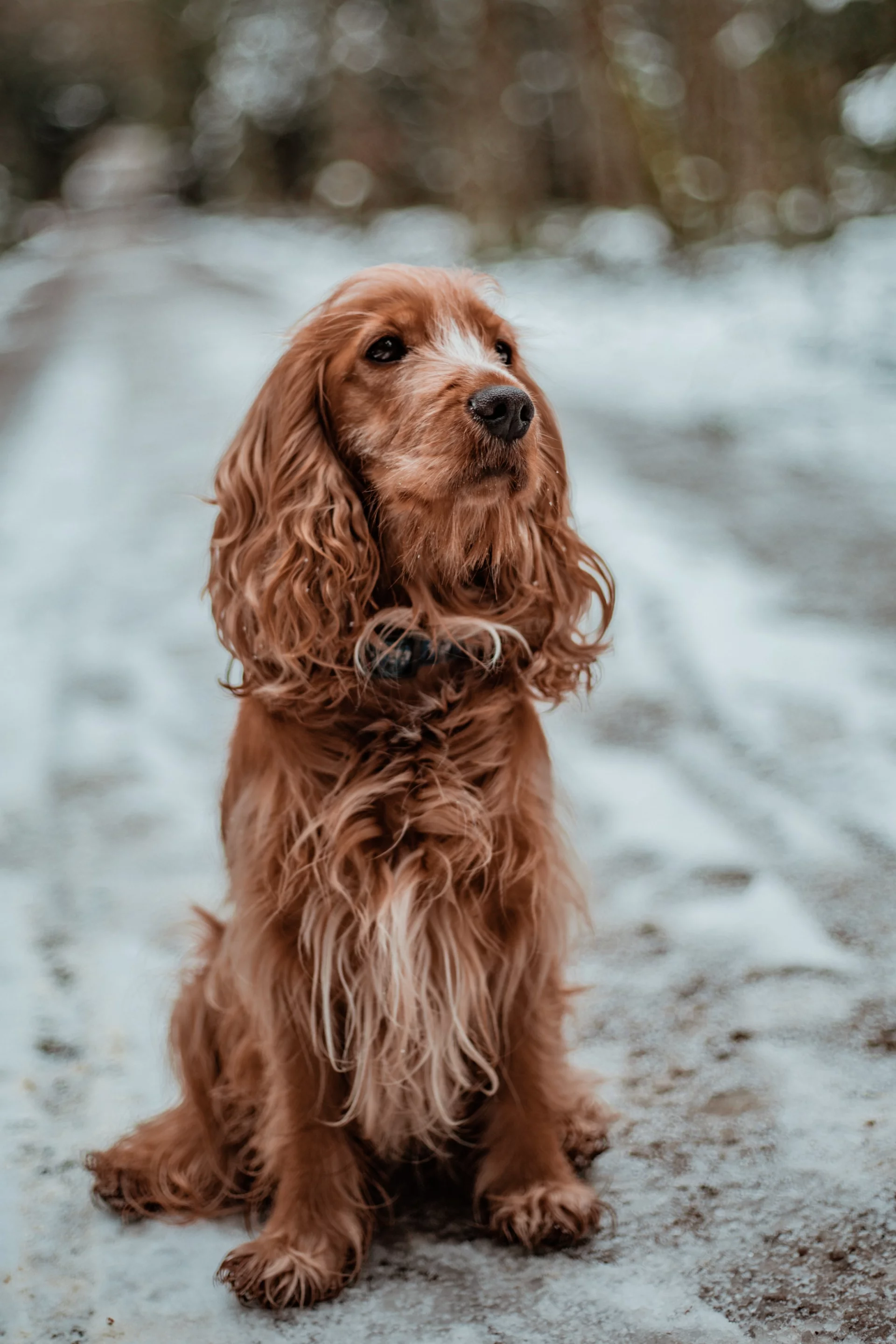 Cocker Spaniel Cocker Spaniel