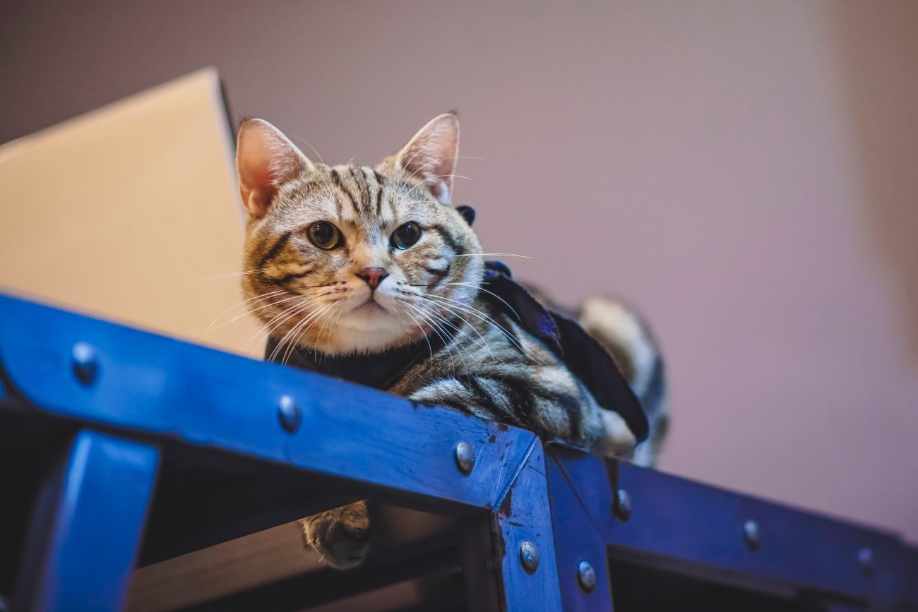 Koty wiedzą, jak mają na imię. Po prostu nas ignorują