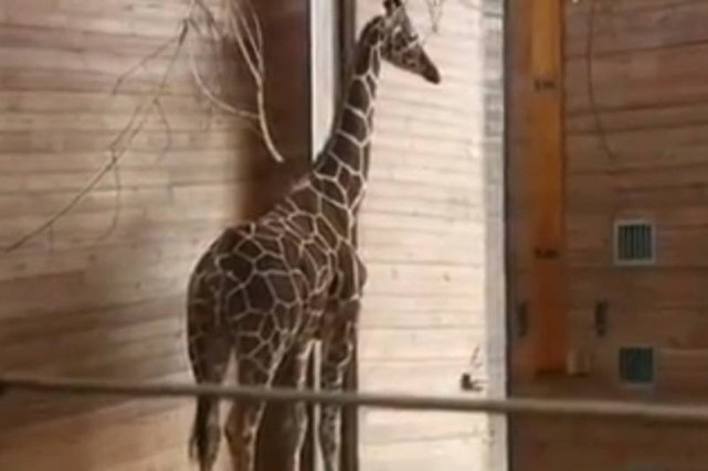 W Kopenhadze zastrzelono zdrową, dwuletnią żyrafę, a jej mięsem nakarmiono lwy. Dyrektor krakowskiego zoo nie kryje oburzenia.