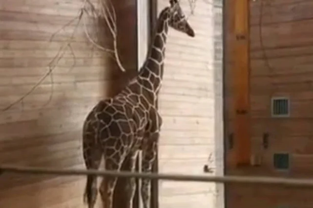 W Kopenhadze zastrzelono zdrową, dwuletnią żyrafę, a jej mięsem nakarmiono lwy. Dyrektor krakowskiego zoo nie kryje oburzenia.
