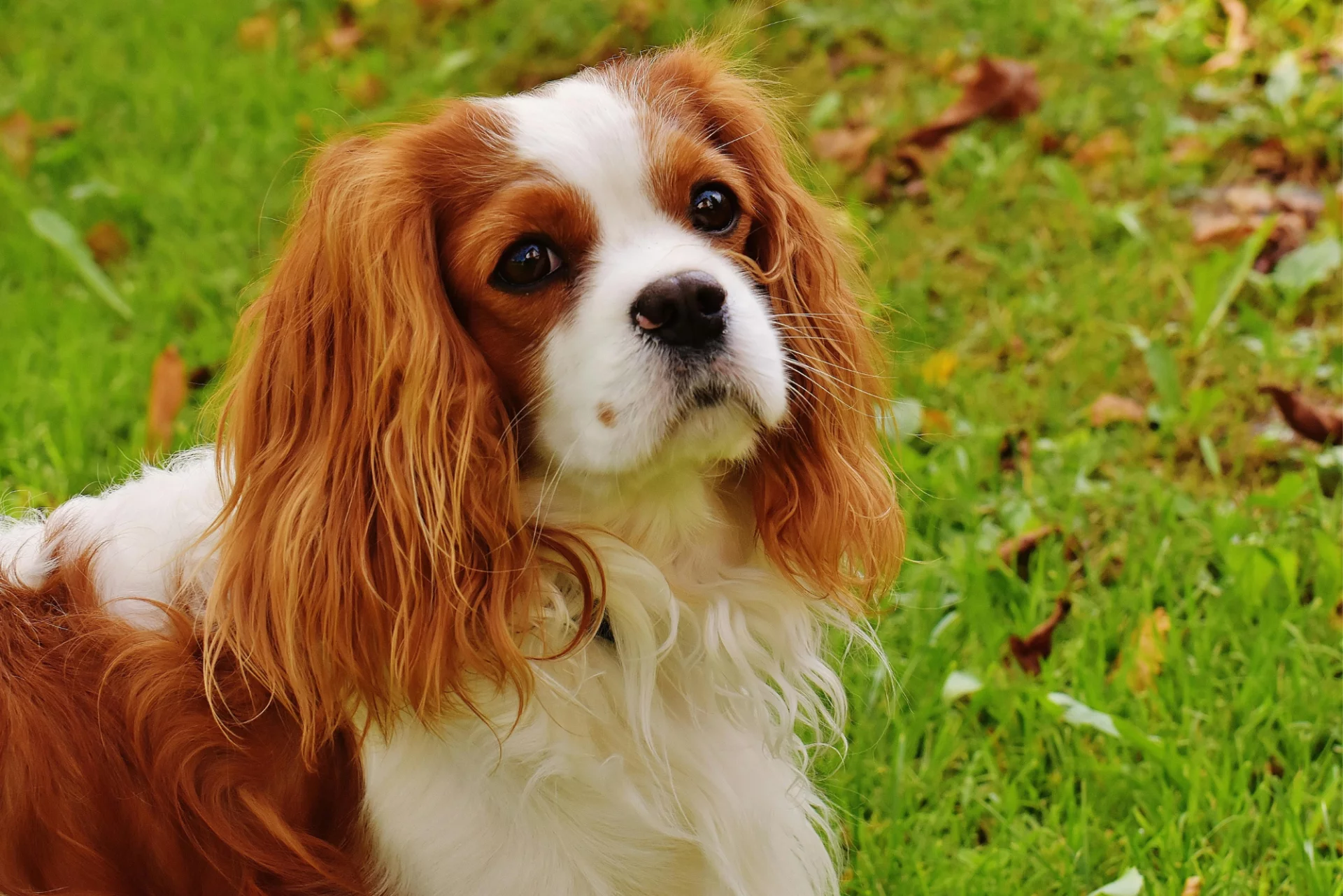 Biało brązowy pies rasy Cavalier King Charles Spaniel siedzi na trawie 