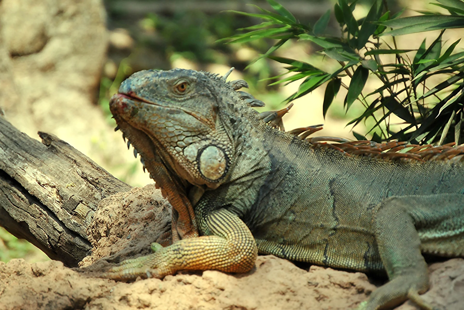 Legwan zielony (Iguana iguana)